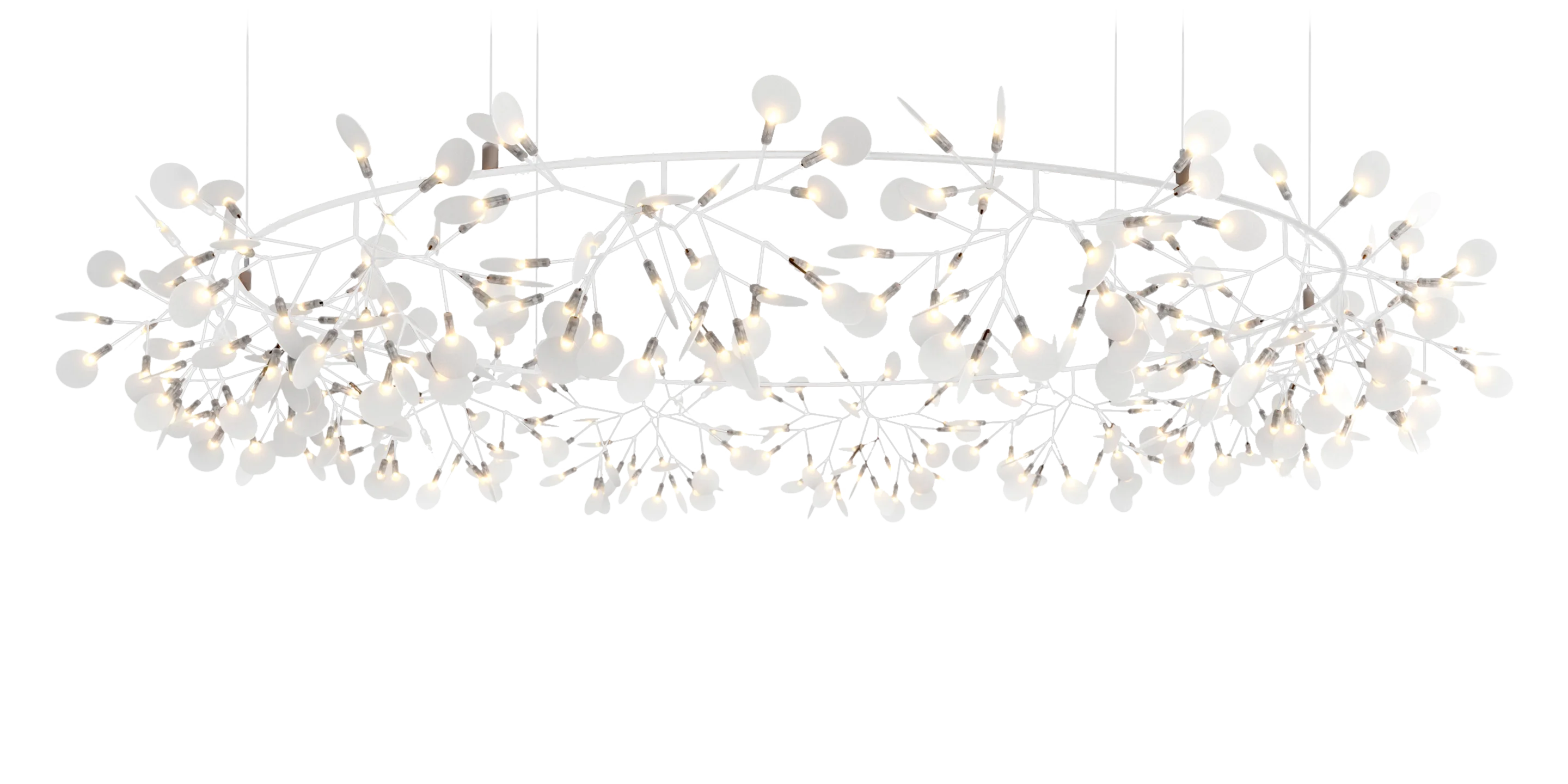 Front view Heracleum Big O White